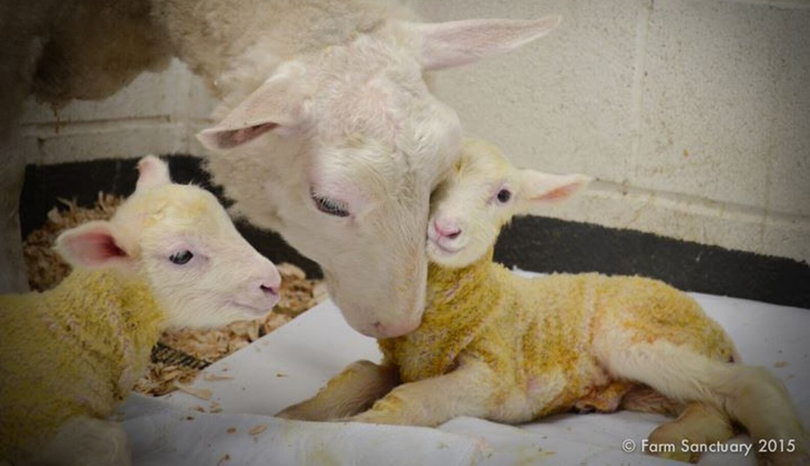 Baby Lamb Takes First Wobbly Steps With Rescued Mom's Help The Dodo