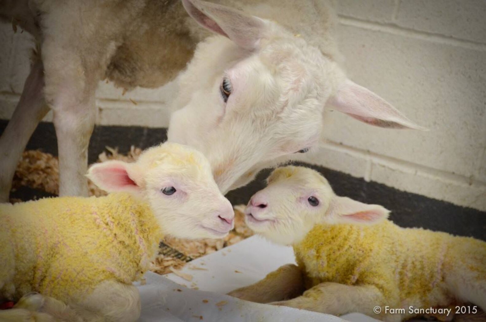 Baby Lamb Takes First Wobbly Steps With Rescued Mom's Help The Dodo