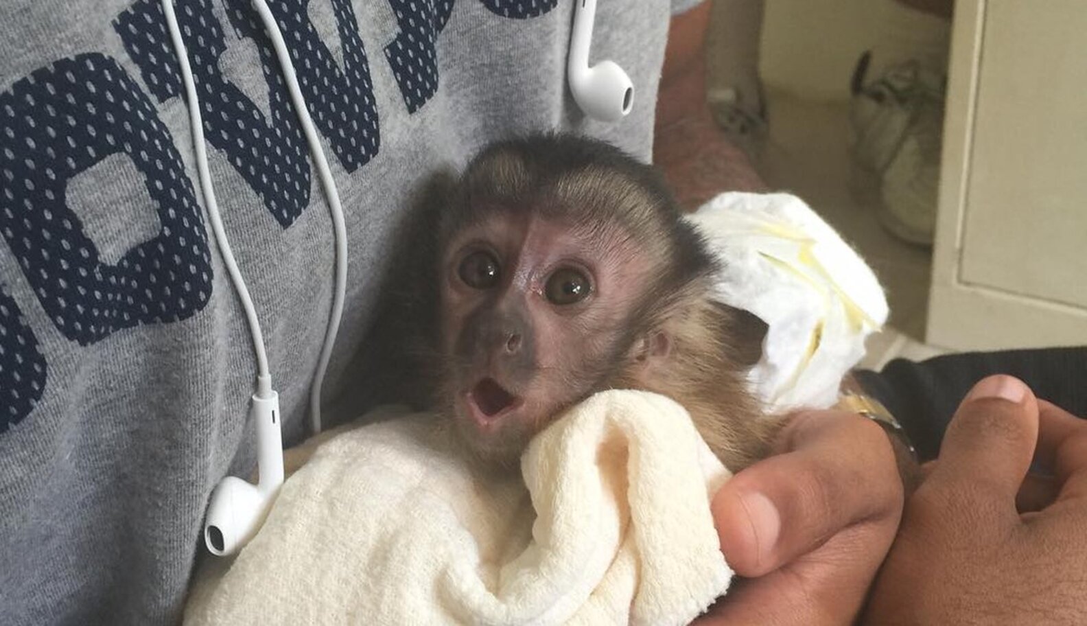 NFL Star's Baby Monkey Is The Latest Terrible Celebrity Pet The Dodo