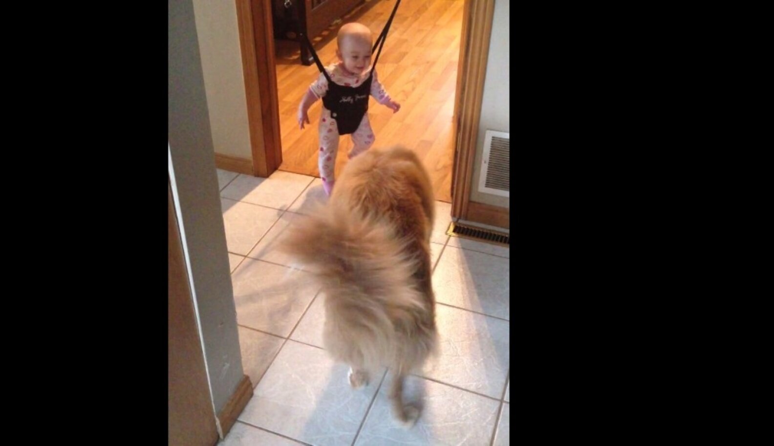 The Way This Dog Jumps With A Baby Is Just Simply Fabulous The Dodo