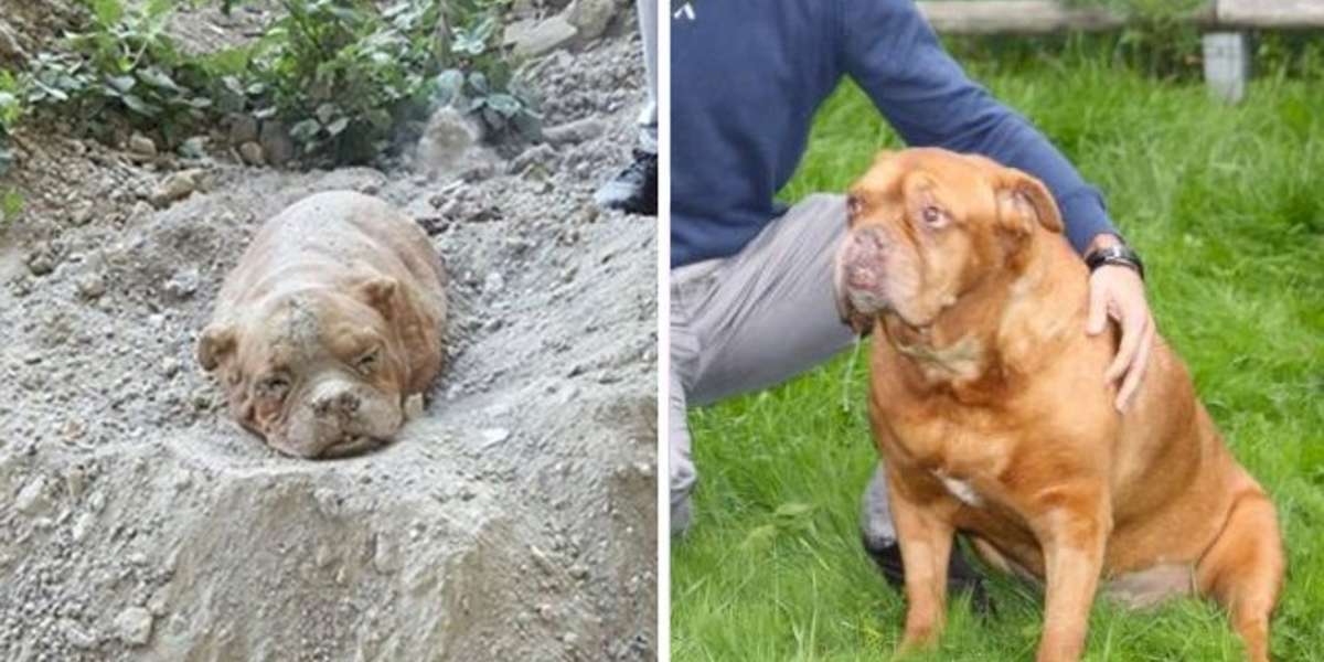 Dog Who Was Buried Alive Finds Happiness With A New Family The Dodo