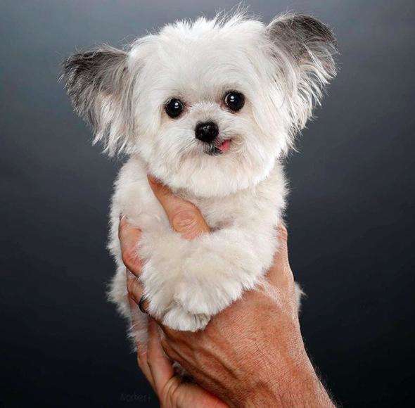 This Tiny Therapy Dog Is REAL And Loves Giving People HighFives The Dodo