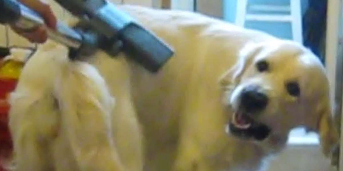 Dog Knows The Best Way To Get Clean The Dodo