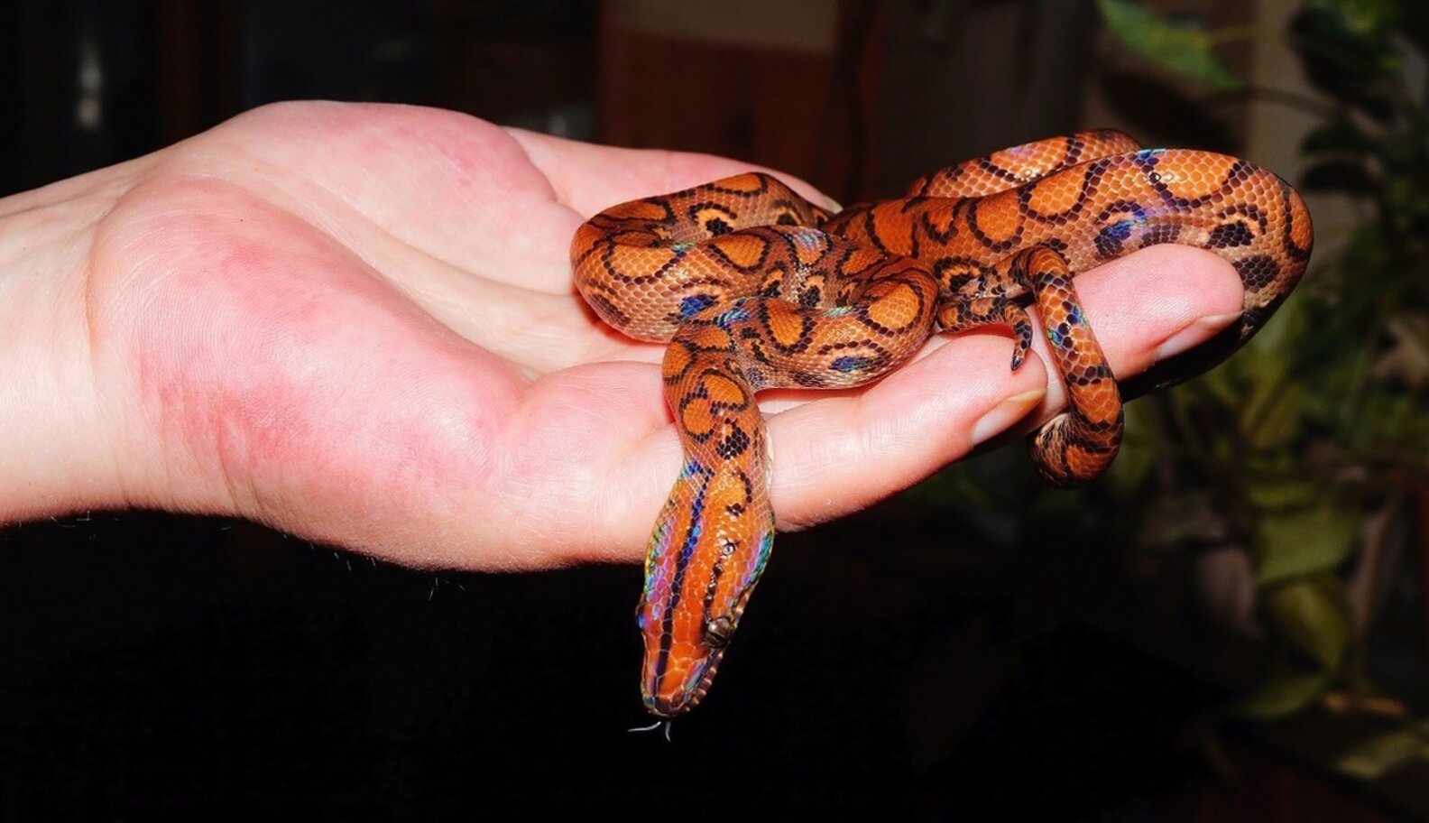 It's Cruel To Keep Reptiles As Pets The Dodo