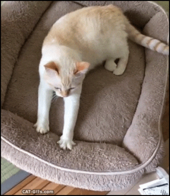 Why Cats Knead Experts Tell All The Dodo