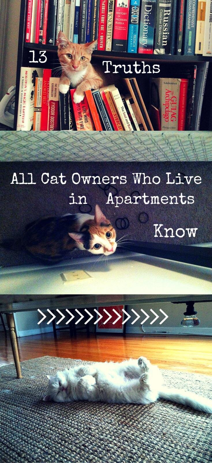 13 Truths All Cat Owners Who Live In Apartments Know The Dodo