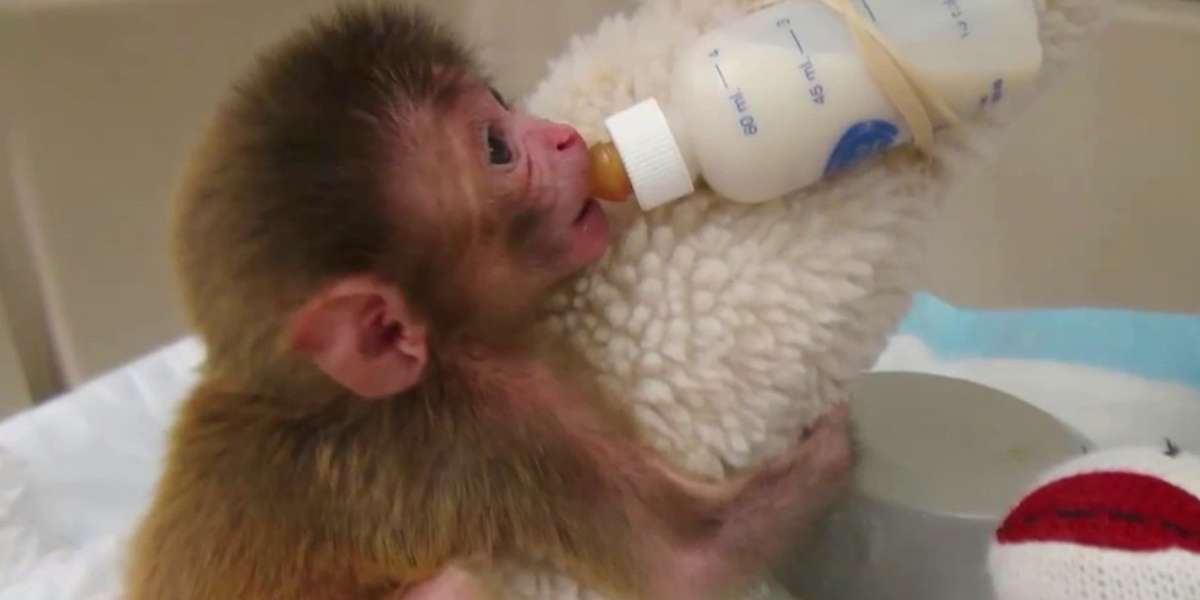 Harrowing Footage Reveals Disturbing Monkey Treatment At Government Lab