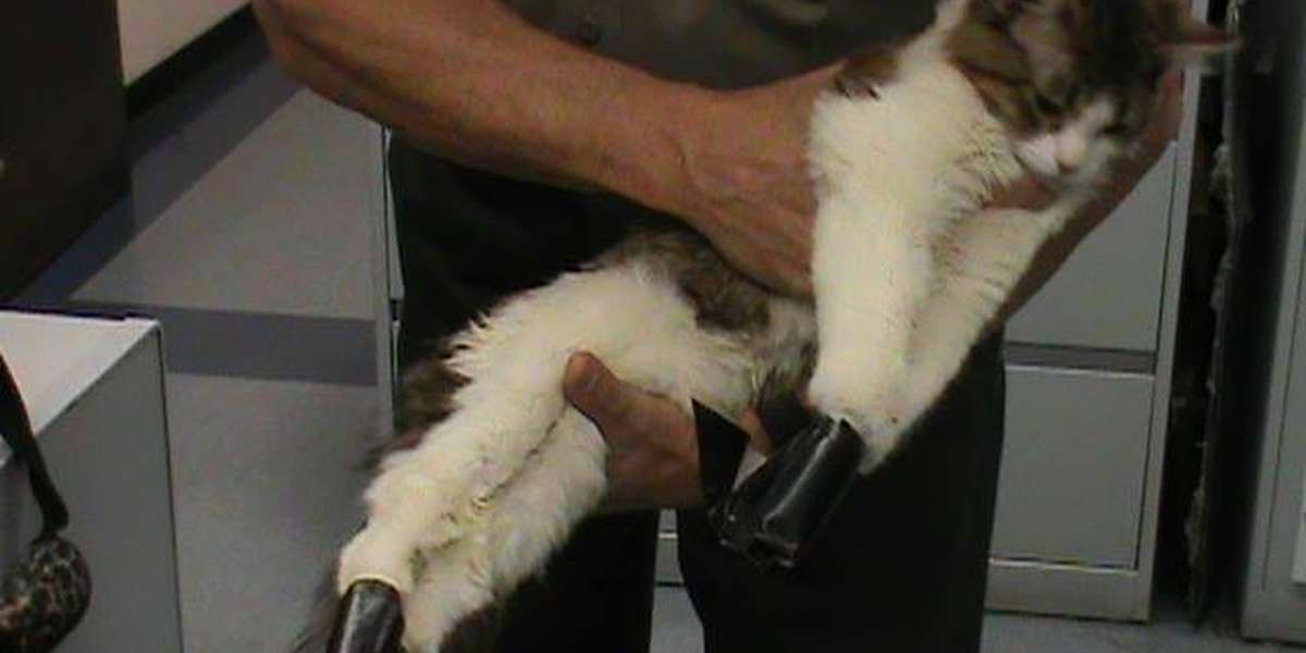 Cat’s Paws Bound With Tape ‘Because She Was Scratching’ The Dodo