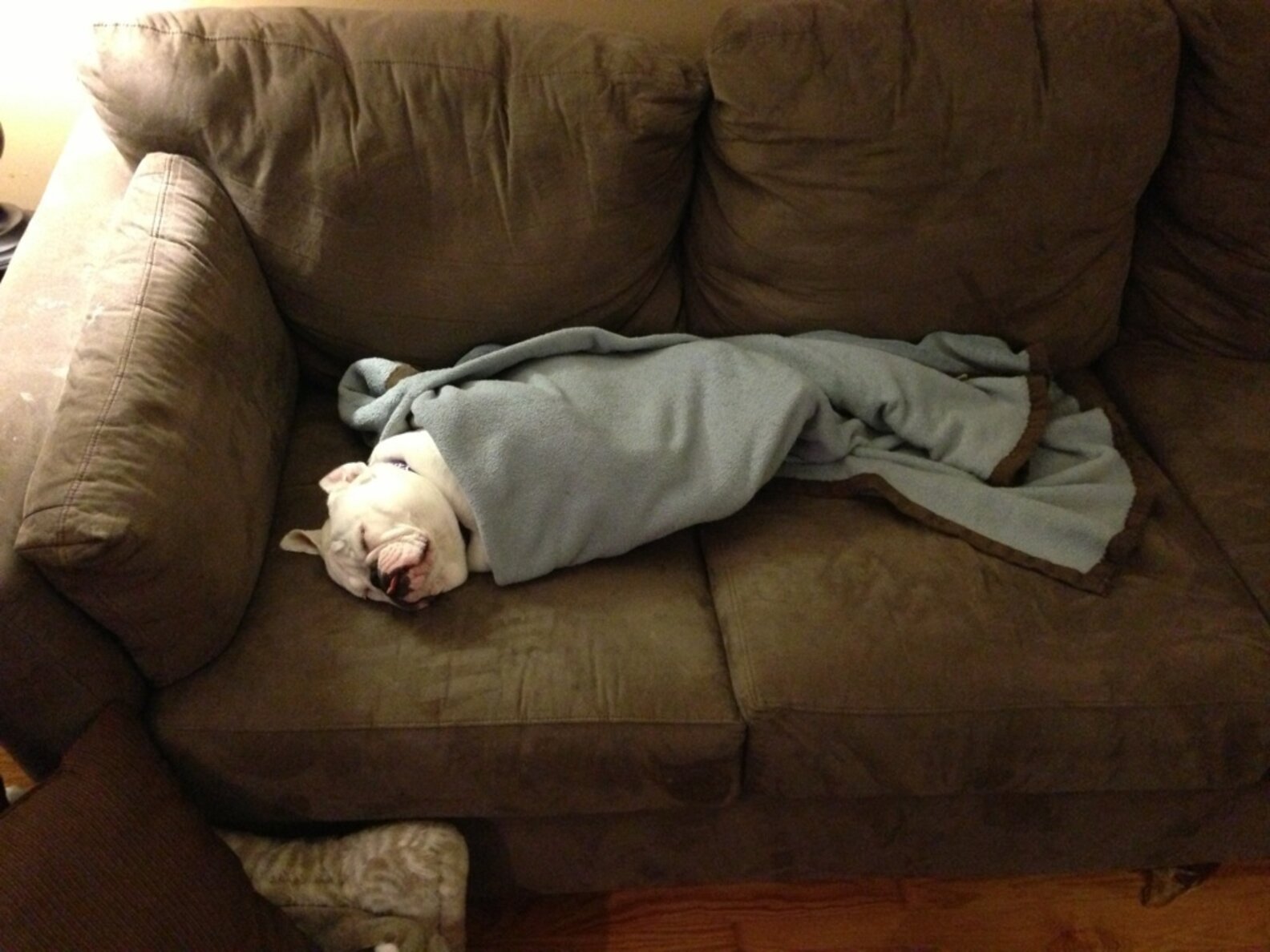 13 Wrinkly Dog Burritos To Keep Everybody Cozy The Dodo