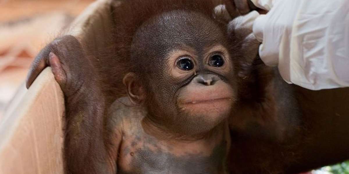 Infant Orangutan Clings To Rescuers' Hands After Being Found Alone