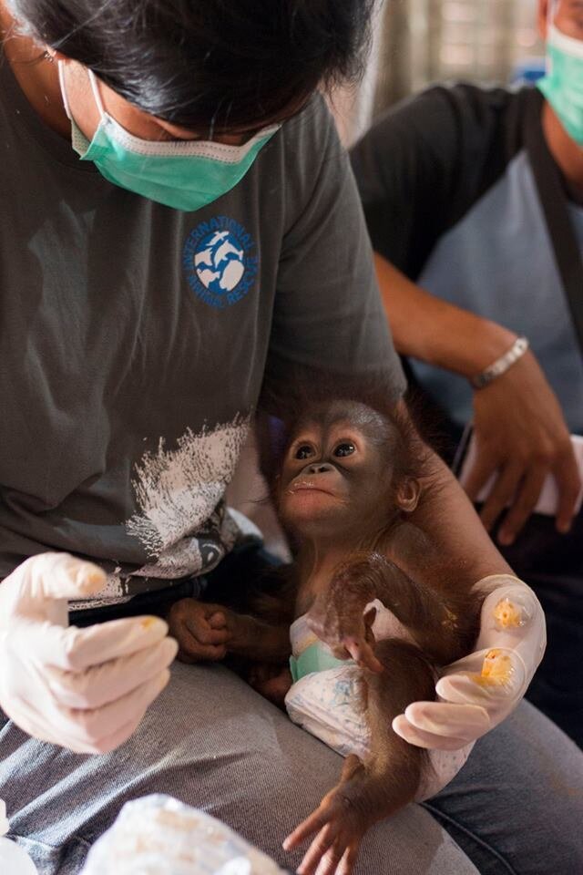 Infant Orangutan Clings To Rescuers' Hands After Being Found Alone