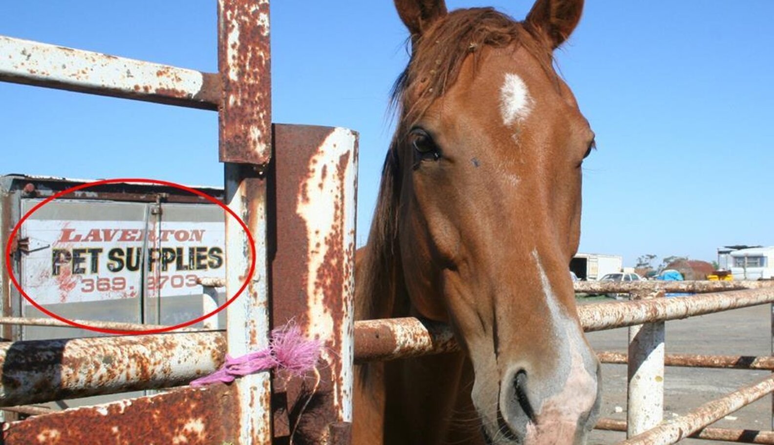 These Horses All Died On The Same Racetrack The Dodo