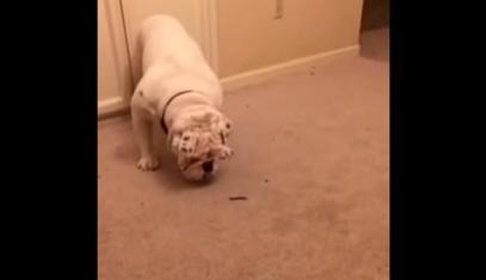 This Dog Is Just As Afraid Of Bugs As You Are The Dodo