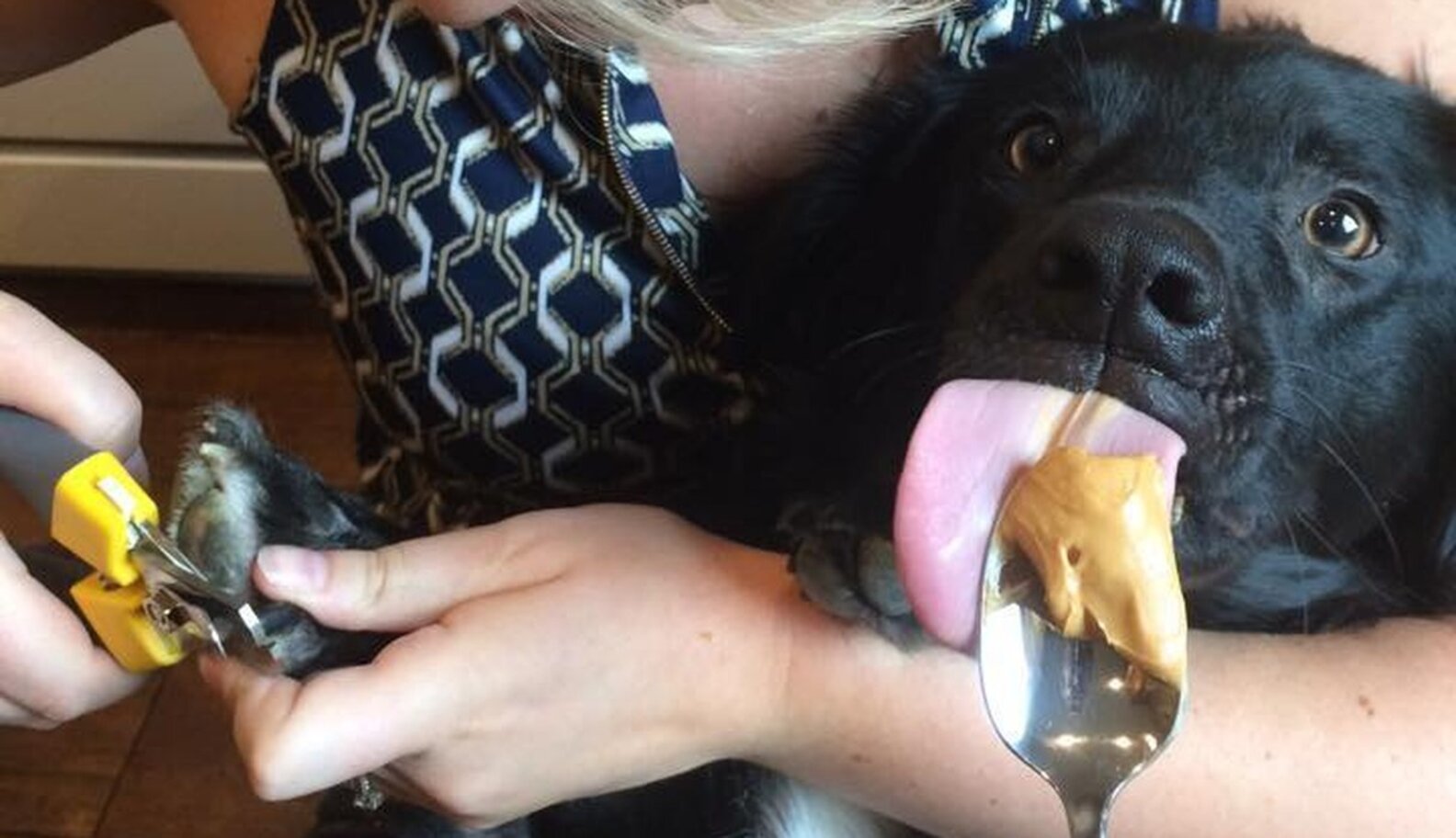 17 Pets Who Are Trying Not To Lose It On Nail Clipping Day The Dodo