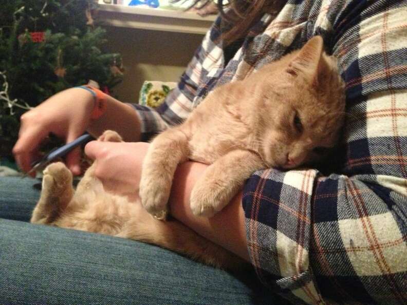 17 Pets Who Are Trying Not To Lose It On Nail Clipping Day The Dodo