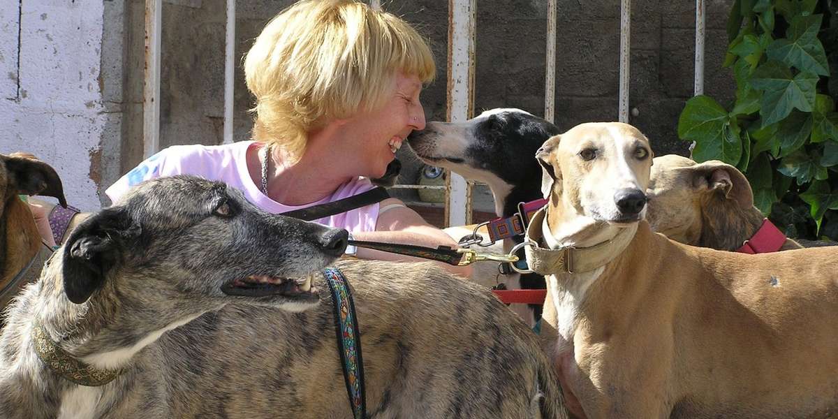 Why I Created A Safe Haven For Spanish Greyhounds The Dodo