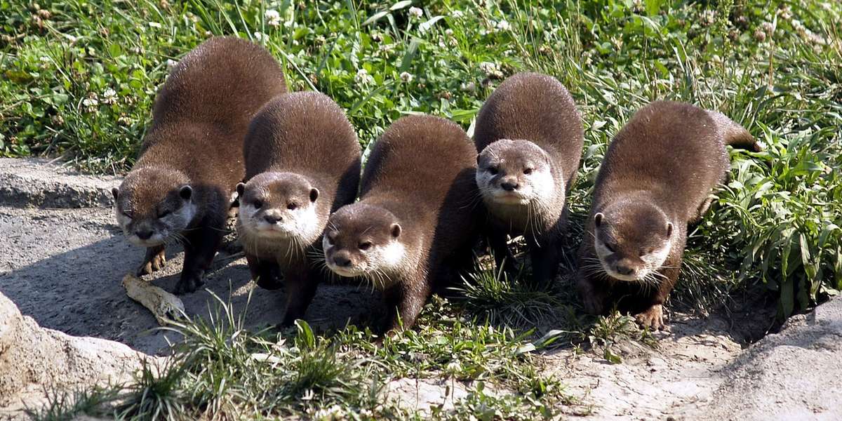 7 Animal Siblings Who Are The Best Brothers And Sisters Ever The Dodo