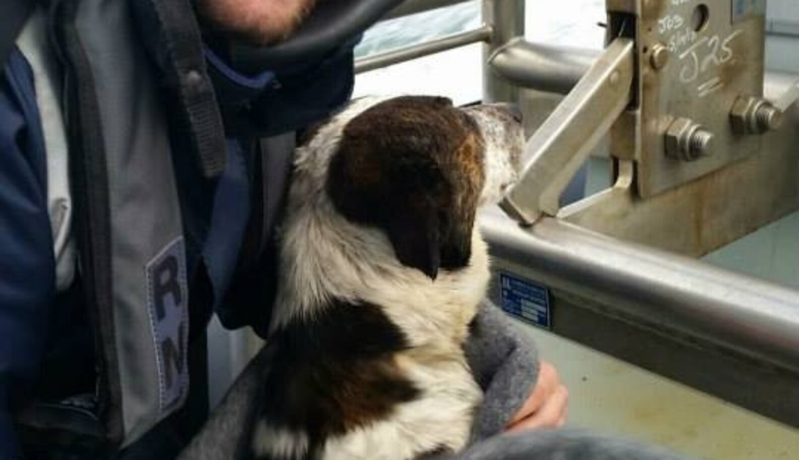 Dog Washed Out To Sea Survives For Days Atop A Piece Of Driftwood The