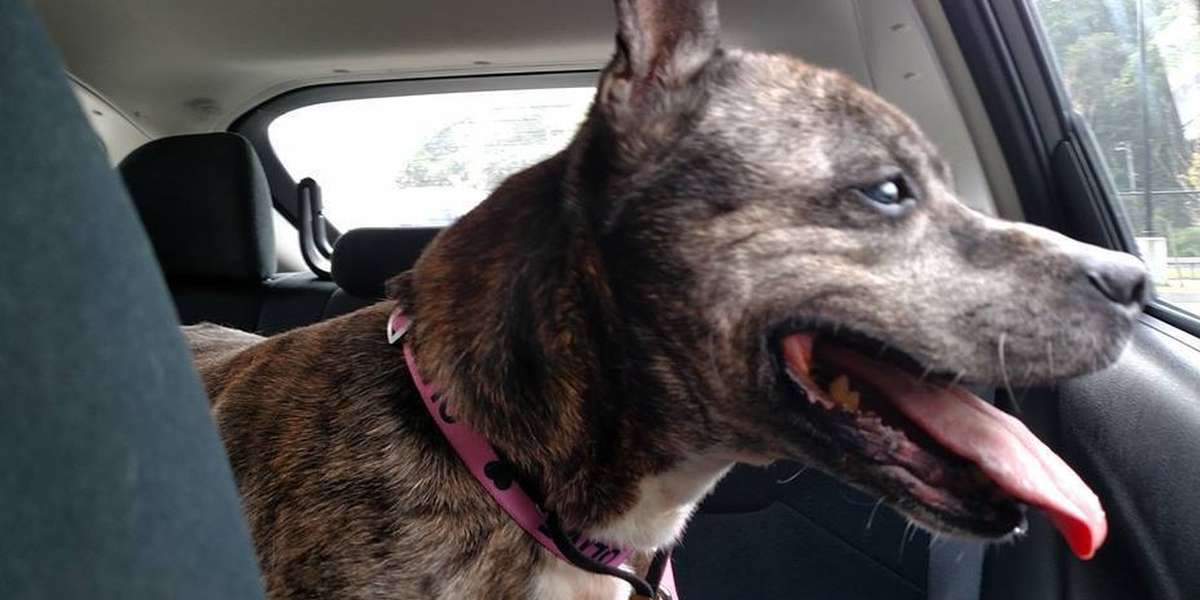 Yonkers Animal Shelter Facebook All Things About Pets