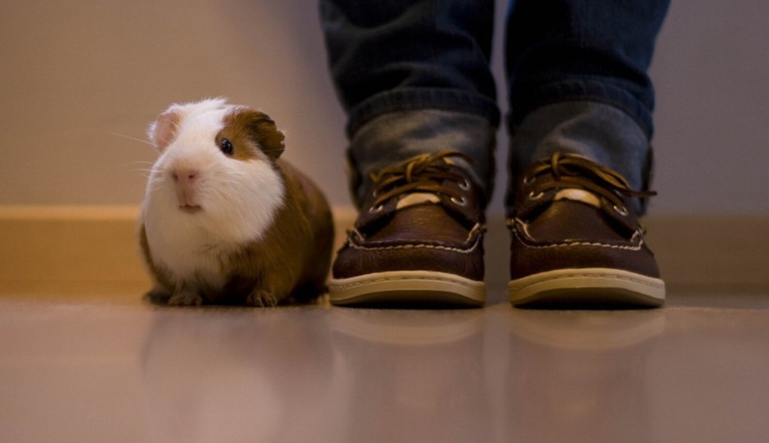Domesticated Guinea Pigs Are Smarter Than Their Wild Cousins The Dodo