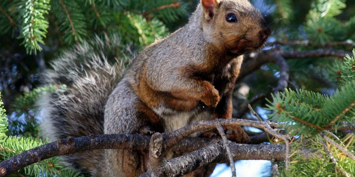 9 Animals Who Literally Can't Live Without Their Christmas Trees The Dodo