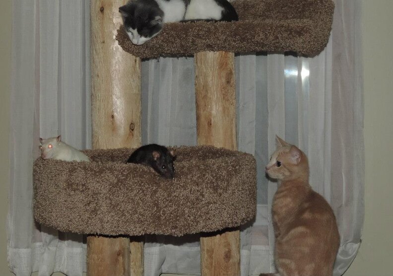 21 Cats And Rats Who Know It's Better To Be Friends Than Enemies The Dodo