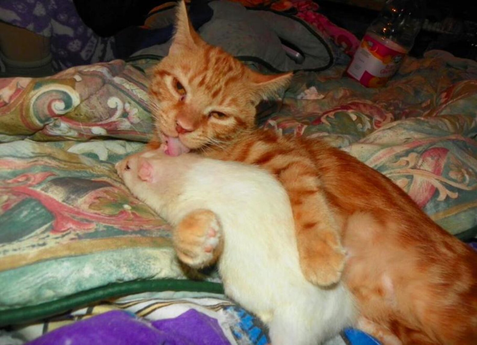 21 Cats And Rats Who Know It's Better To Be Friends Than Enemies The Dodo