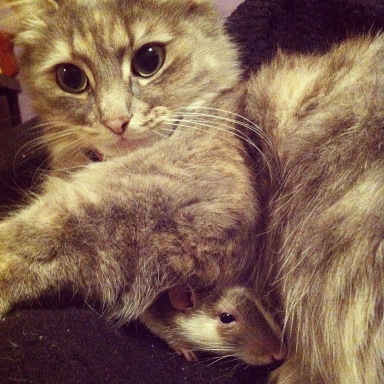 21 Cats And Rats Who Know It's Better To Be Friends Than Enemies The Dodo