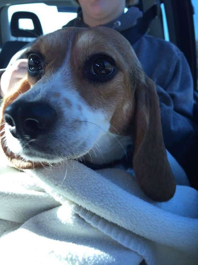Beagle Rescued From Animal Testing Facility The Dodo