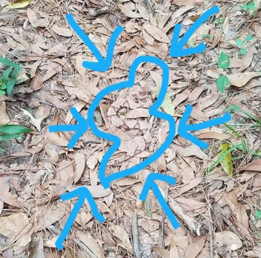 The Is Trying Very Hard To Find The Camouflaged Snake In This