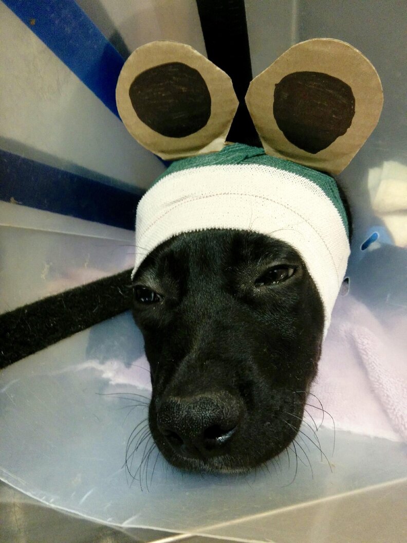 Vet Makes Cutest New Ears For Puppy Who Just Had Surgery The Dodo