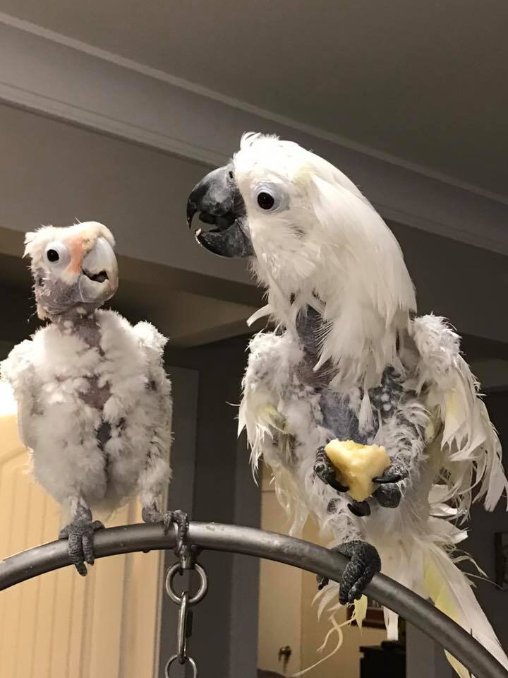 Rescued Cockatoo Who Loves Dancing Helps Sick Friend The Dodo