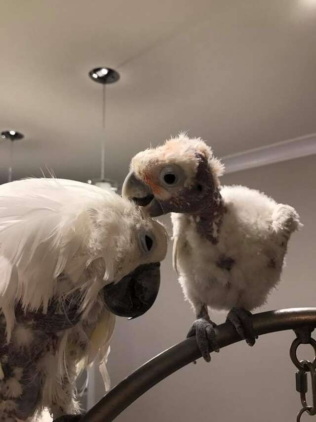 Rescued Cockatoo Who Loves Dancing Helps Sick Friend The Dodo