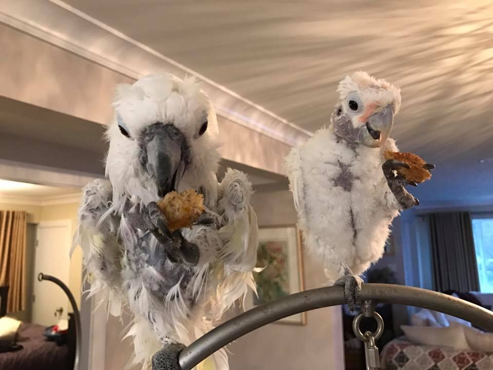 Rescued Cockatoo Who Loves Dancing Helps Sick Friend The Dodo