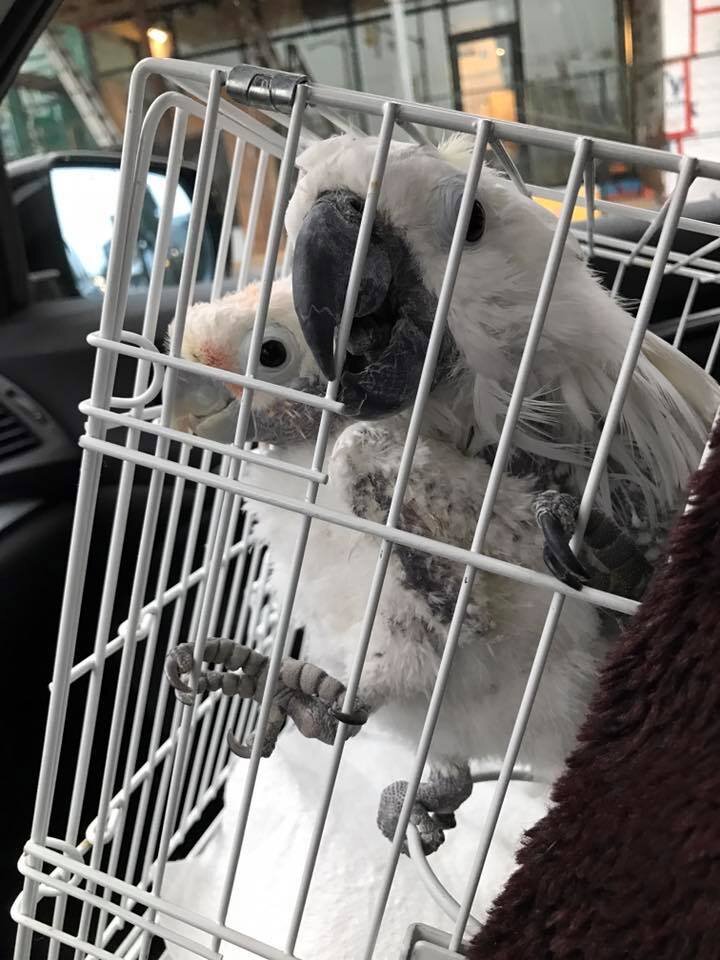 Rescued Cockatoo Who Loves Dancing Helps Sick Friend The Dodo