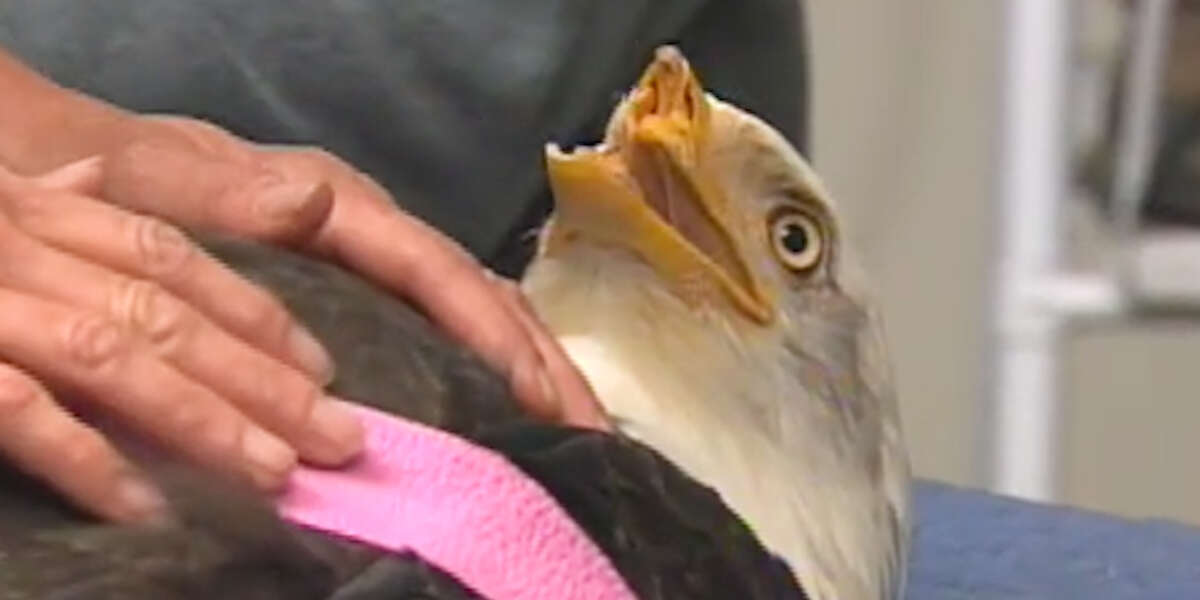 Bald Eagle Gets A 3DPrinted Beak Videos The Dodo