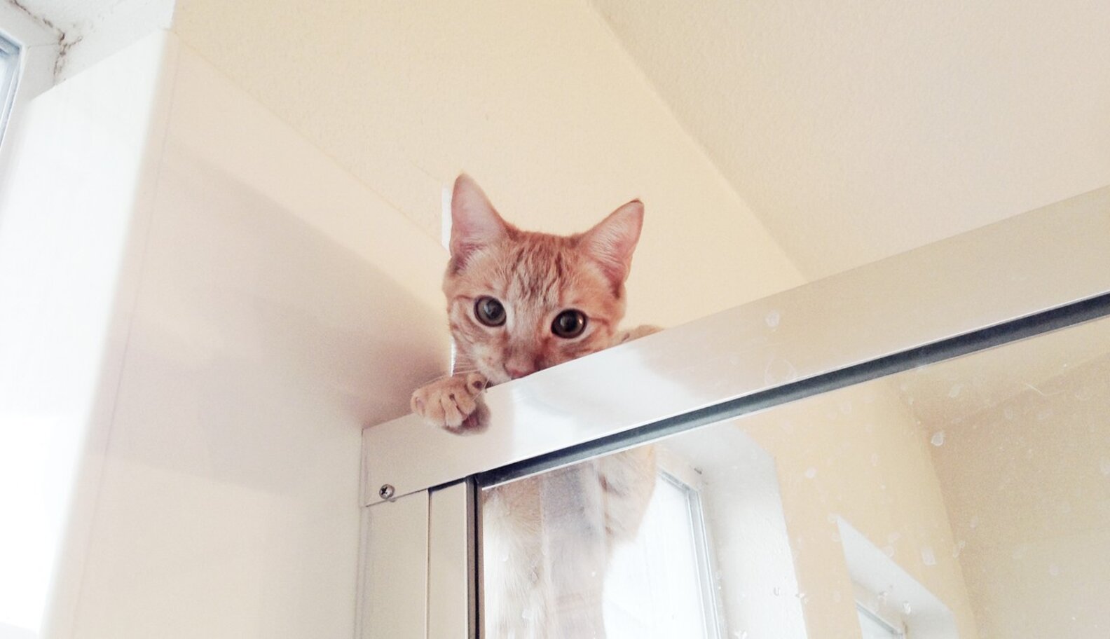 14 Cats Who Are WATCHING You The Dodo