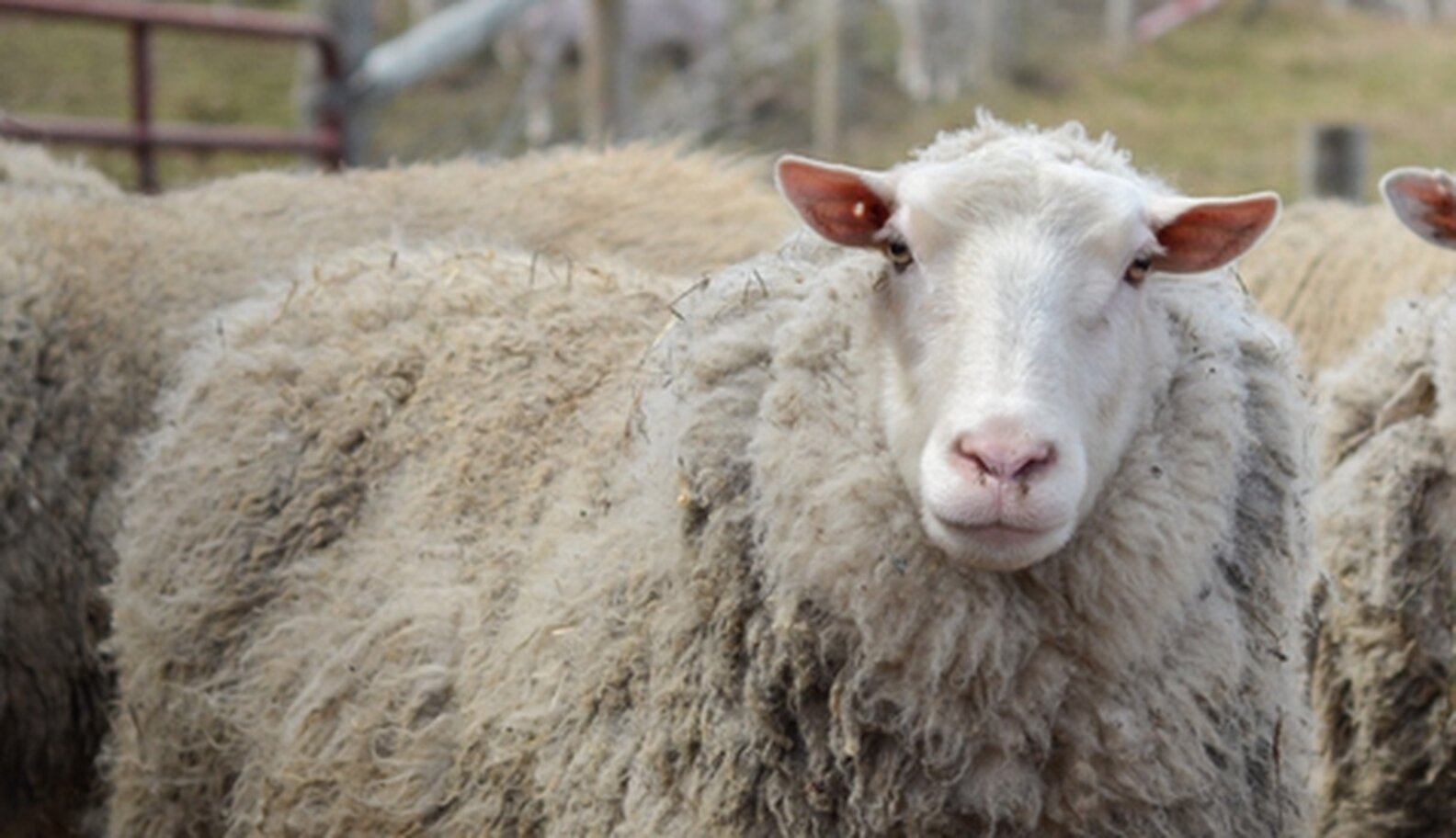7 Happy Sheep Before And After Their Spring Haircuts The Dodo