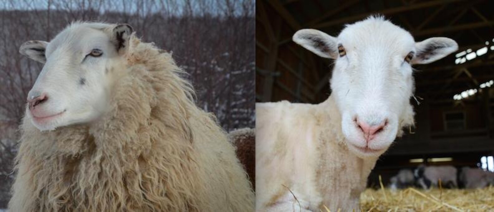 7 Happy Sheep Before And After Their Spring Haircuts The Dodo