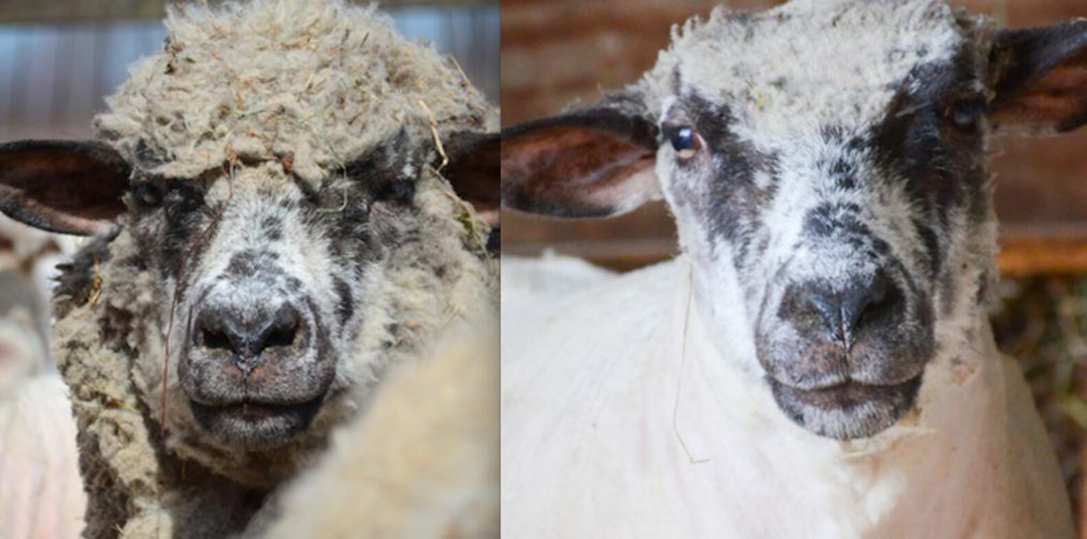 7 Happy Sheep Before And After Their Spring Haircuts The Dodo