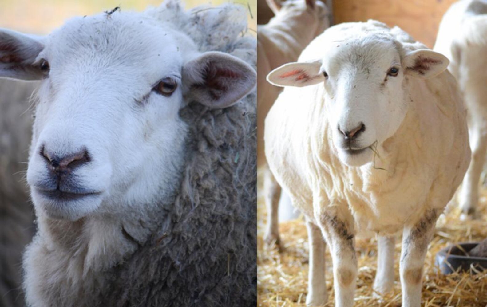 7 Happy Sheep Before And After Their Spring Haircuts The Dodo