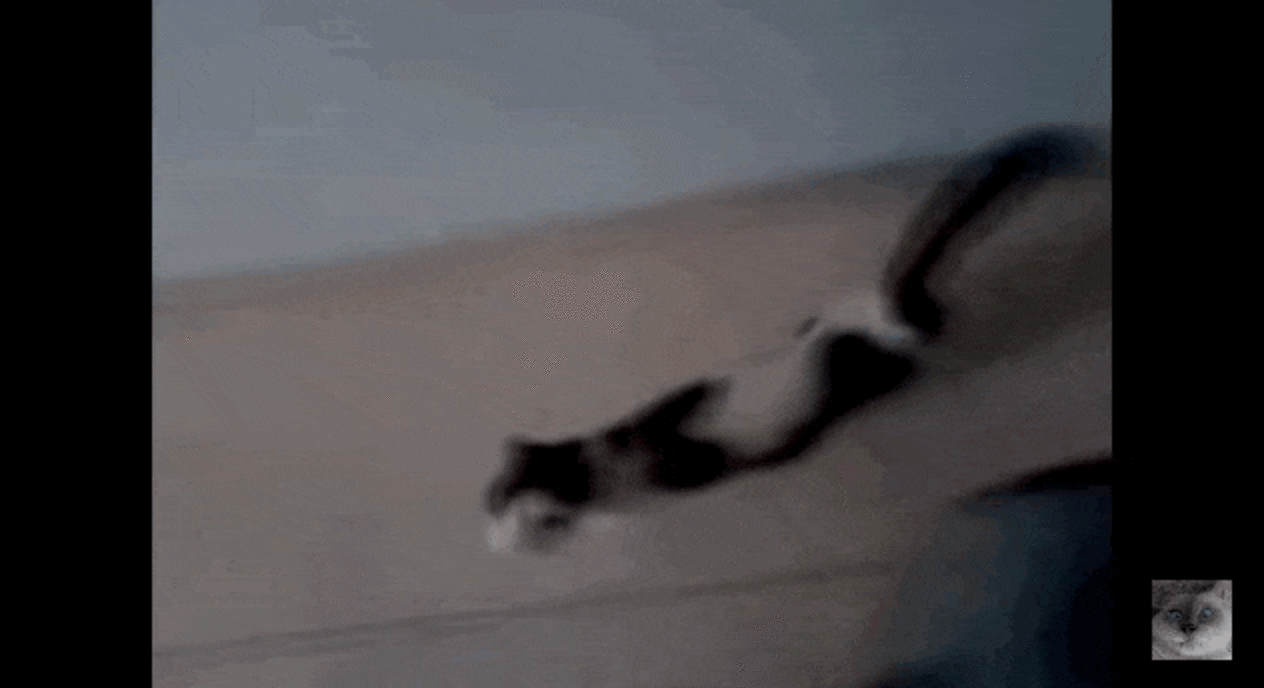 Why Do Cats Come To The Bathroom With You? The Dodo