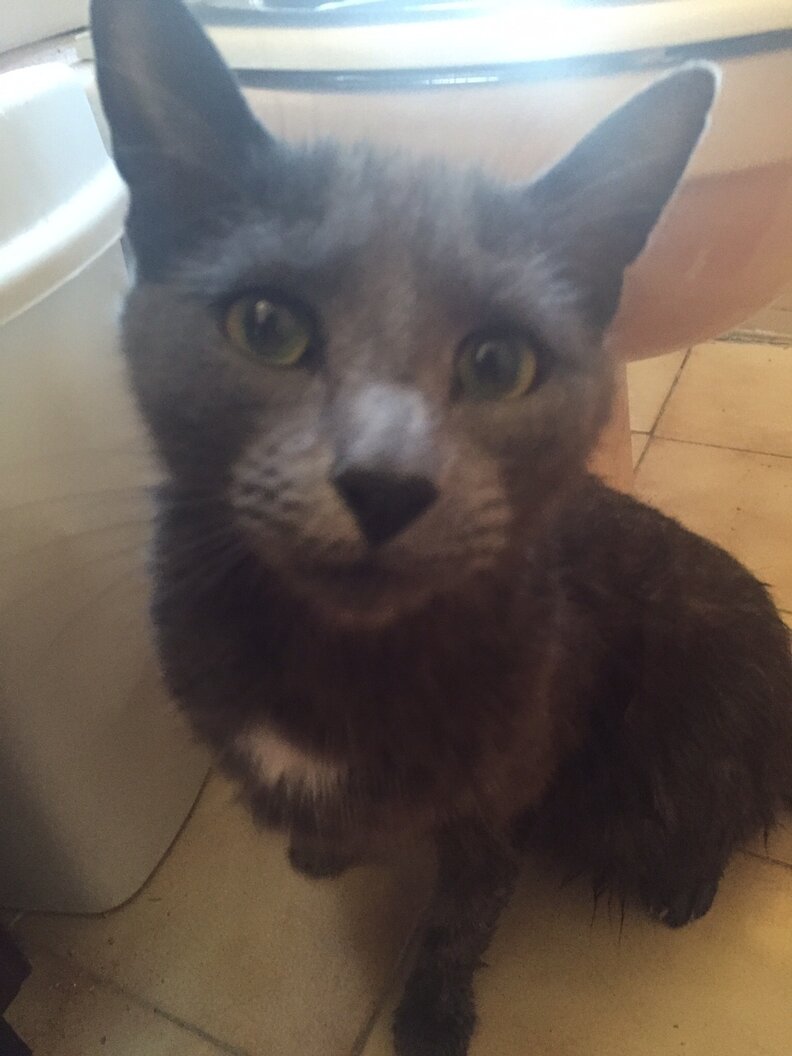 Why Do Cats Come To The Bathroom With You? The Dodo