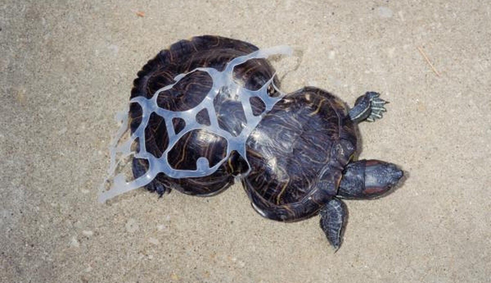 Turtle Cut Free From 6Pack Rings Is Unstoppable 20 Years Later The Dodo