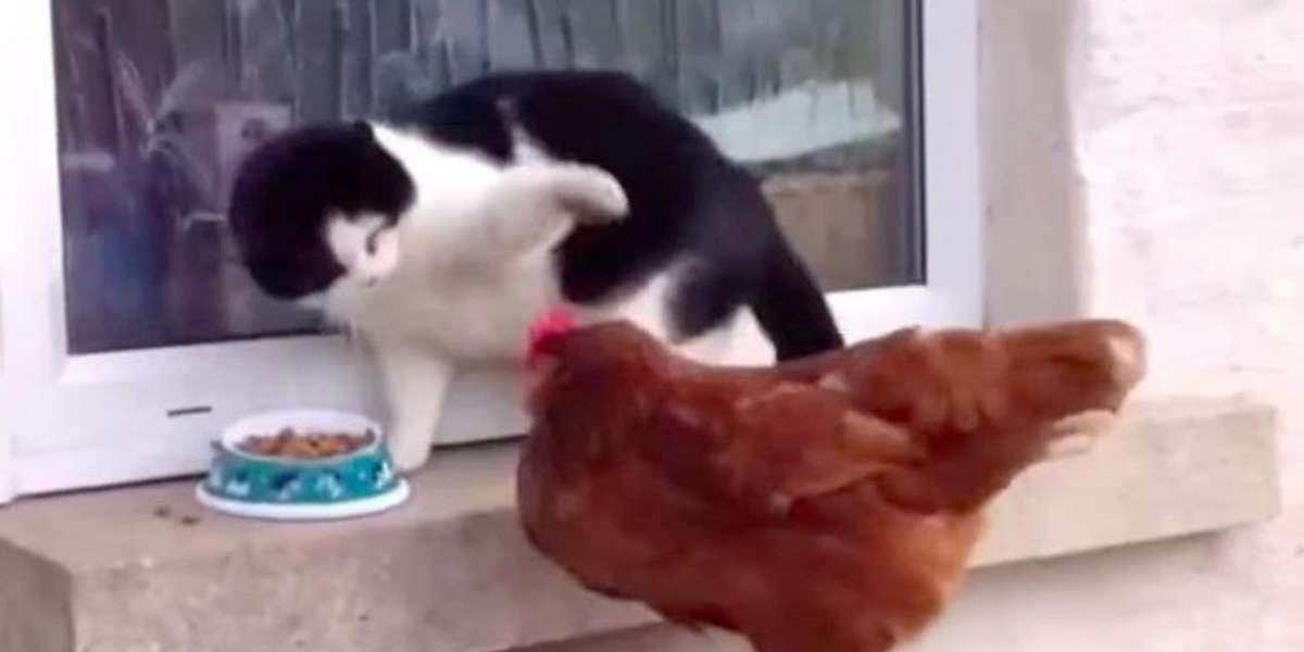 Cat Totally Baffled When Sassy Chicken Steals His Snack The Dodo