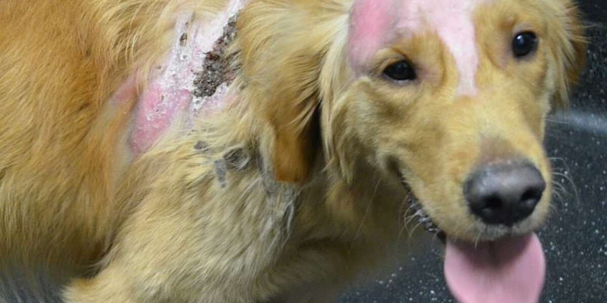 Dog's Burns Will Heal, But His Broken Heart May Never Recover The Dodo