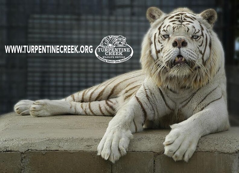 This Is Why No One Should Ever Breed White Tigers The Dodo