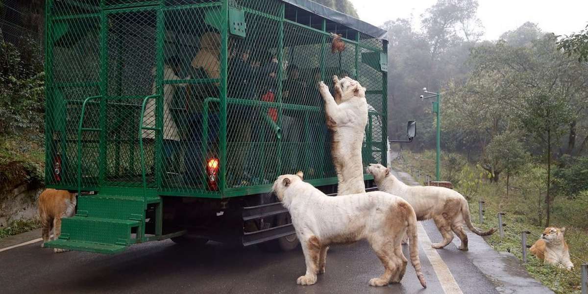 Zoo Lets People Feed LIVE Animals To Hungry Tigers The Dodo