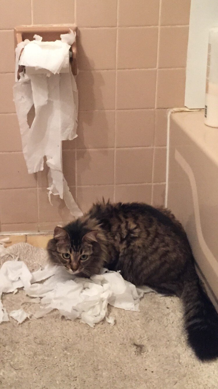 Why Are Cats Obsessed With Toilet Paper? The Dodo