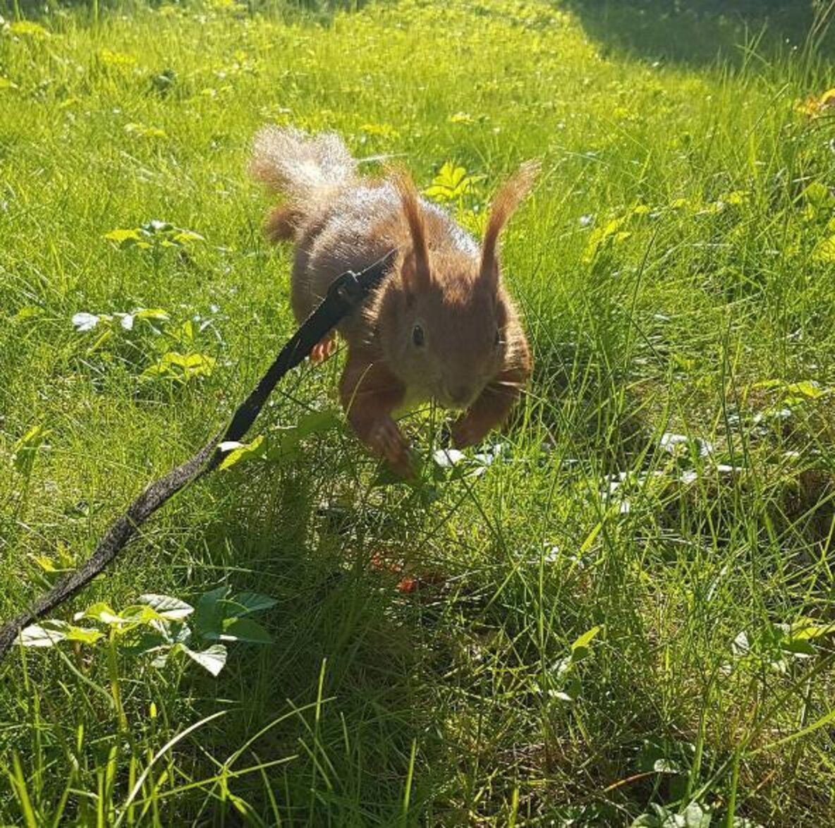 Baby Squirrel Abandoned By His Mom Now Has A Family Who Loves Him The